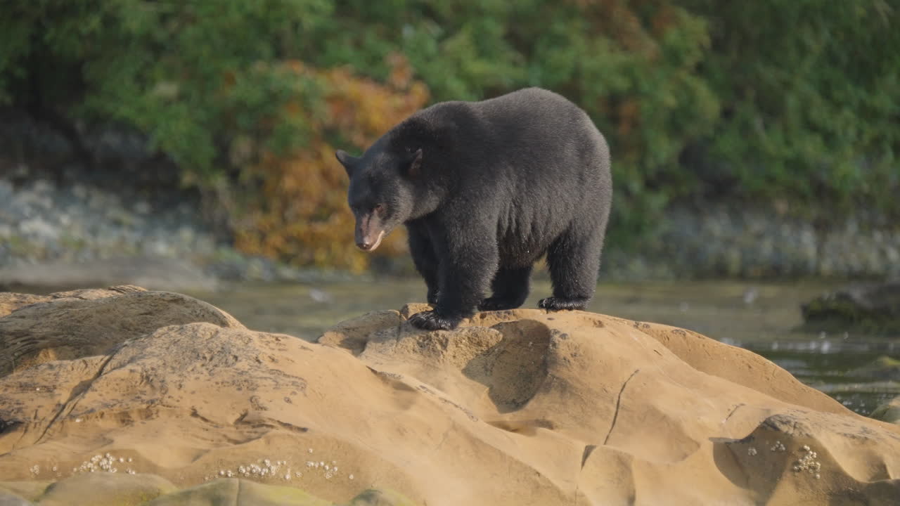 Orso nero nella Columbia Britannica, Canada, che pesca lungo la spiaggia e gli scogli per prepararsi al letargo e all'inverno