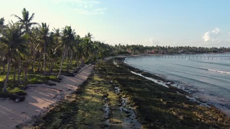 Collapsed-Palm-trees-at-tropical-beach-due-to-Coastal-erosion,-Aerial