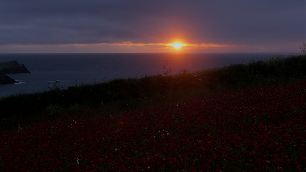 콘월 해안 전경에 양귀비가 있는 황금빛 일몰의 전망, 패닝 샷