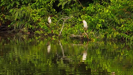 a great white heron (ardea alba) takes flight above a calm river in the tambopata region of the peruvian amazon. its white wings contrast against the dense green jungle vegetation.