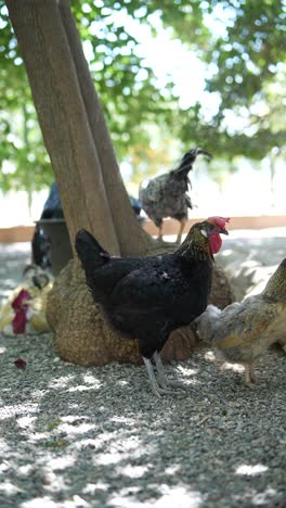 pollos bajo un árbol