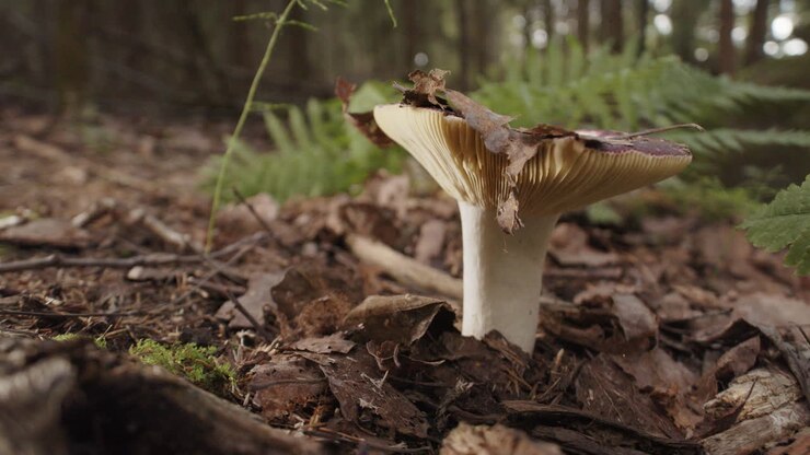 A Russola mushroom pushes its way up through fallen autumnal leaves