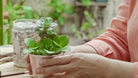 las manos de una mujer madura trabajando en su jardín suculentos