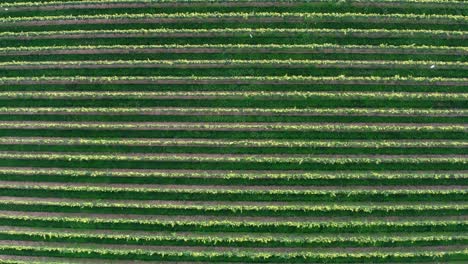 Descending-top-down-birds-eye-aerial-on-grape-vineyard,-winemaking-theme