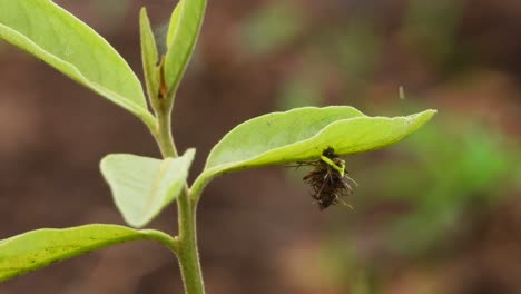 Insecto-En-La-Hoja-Uhd-Mp4-4k