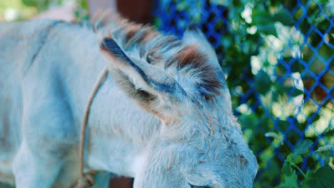 Primer-Plano-De-Un-Lindo-Burro-Viejo-Pastando-Al-Lado-De-Una-Calle-En-Curacao