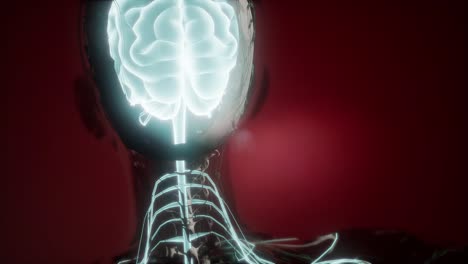 anatomía del cerebro humano