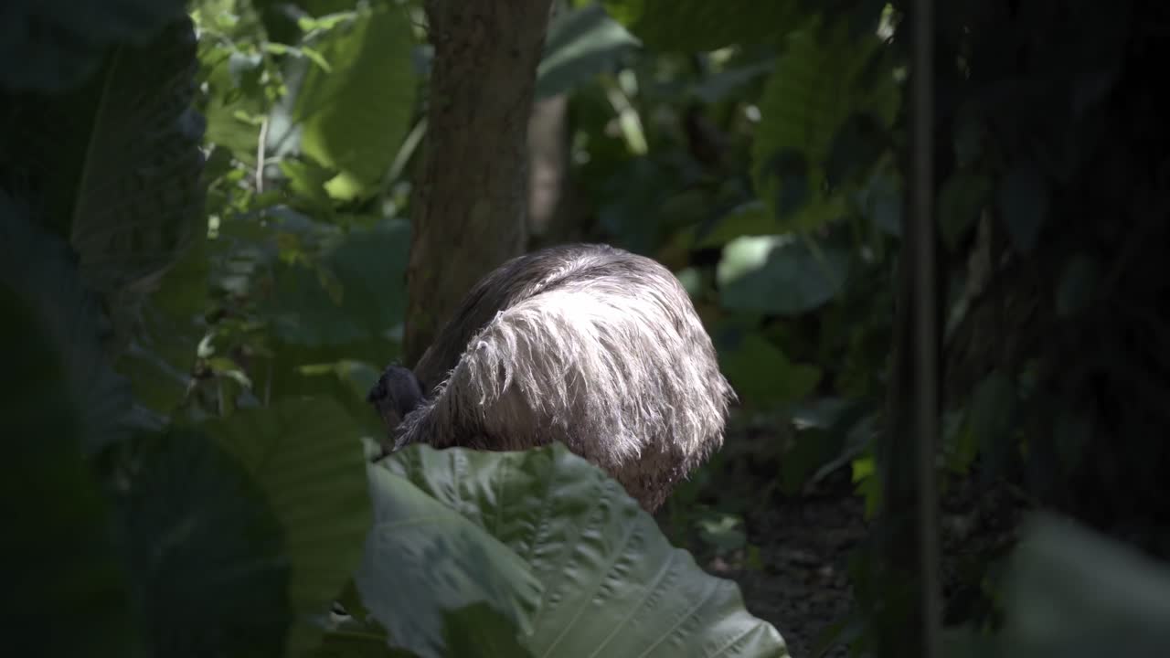An Emu at the Taipei Zoo cleaning itself under the sun