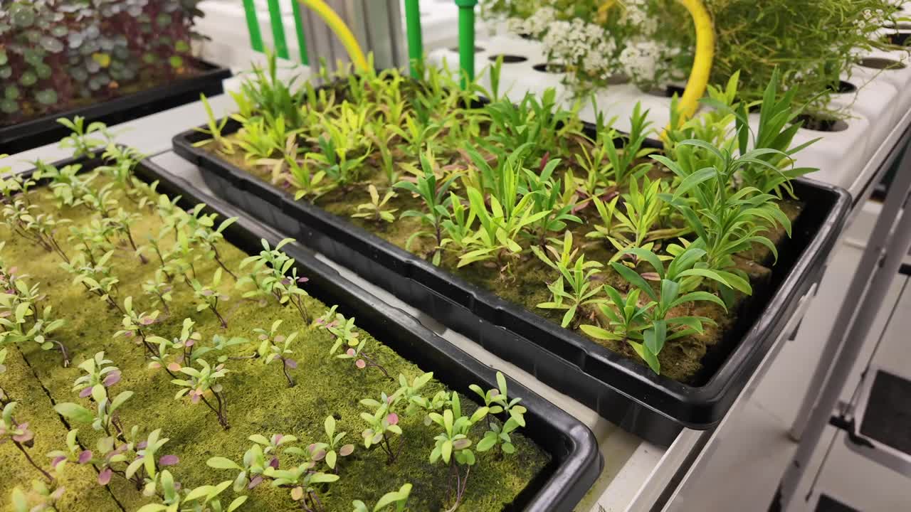 Flourishing plants in an eco-friendly indoor setup