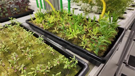 flourishing plants in an eco-friendly indoor setup