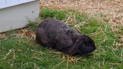 a cute black rabbit on the grass on a windy day