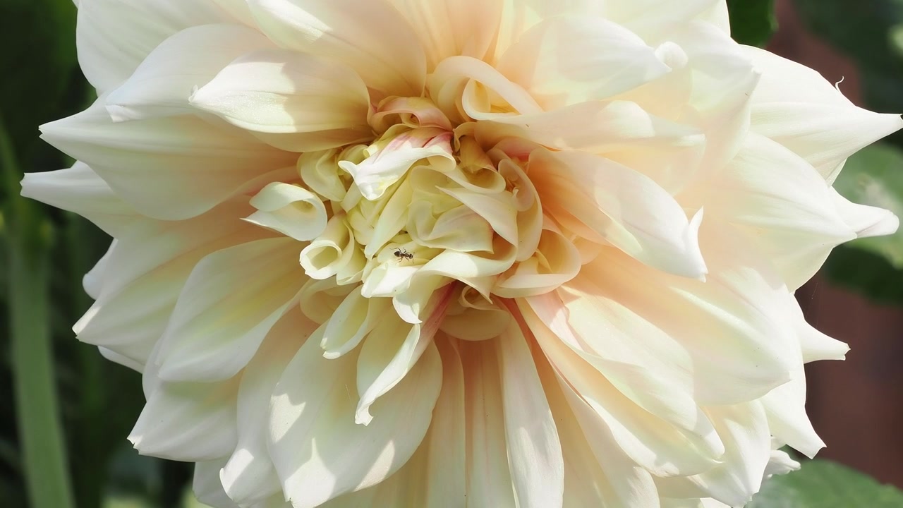 Primo piano di un fiore di dalia color crema in fiore in un giardino soleggiato, in un giardino inglese.