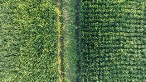 Top-Down-Drone-shot-flying-low-over-rice-paddies-in-Ubud-Bali-Indonesia-at-Sunrise