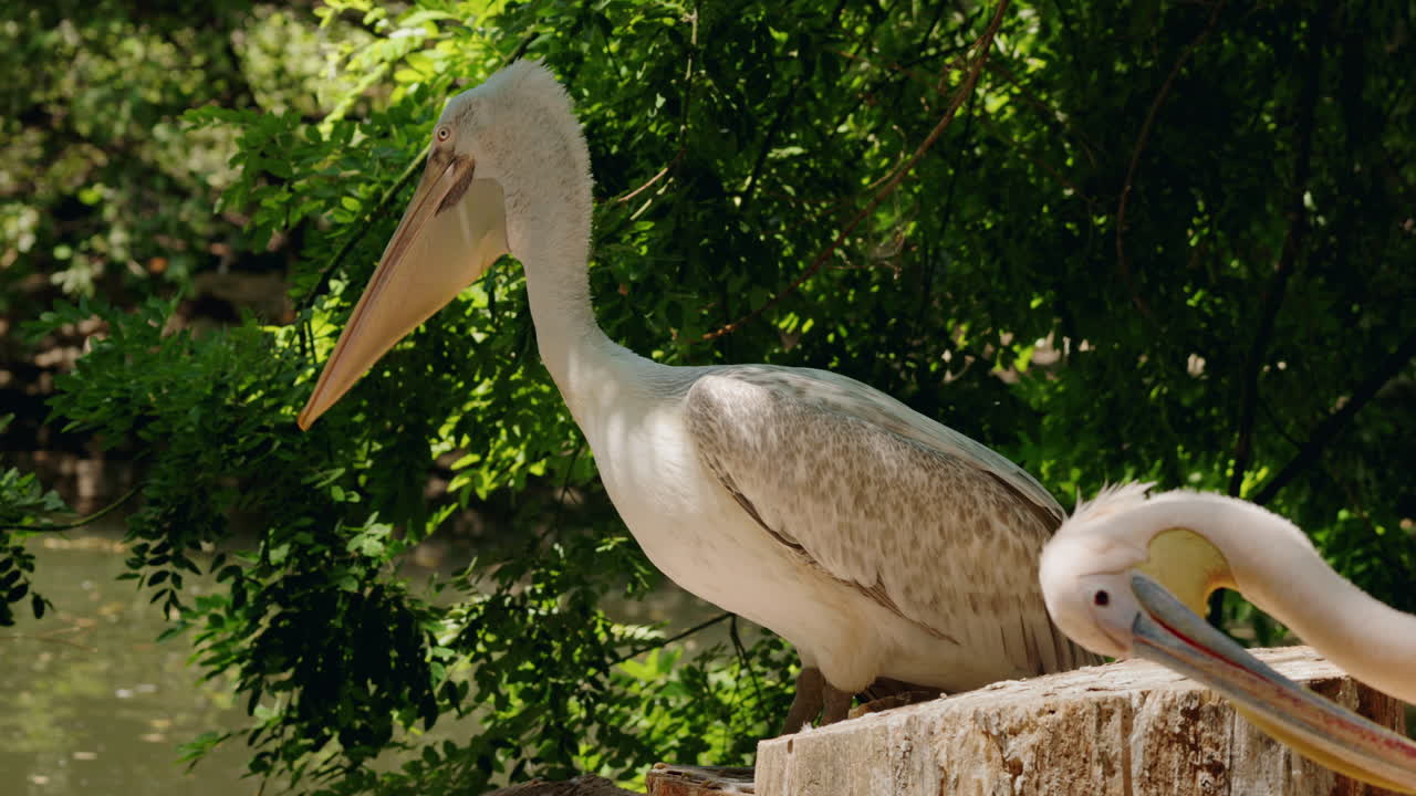 Pelicans in a Natural Setting
