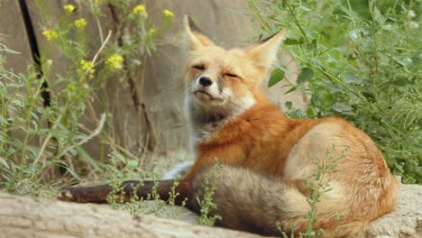 constantly alert, red fox sniffs air, ears strain to listen for danger