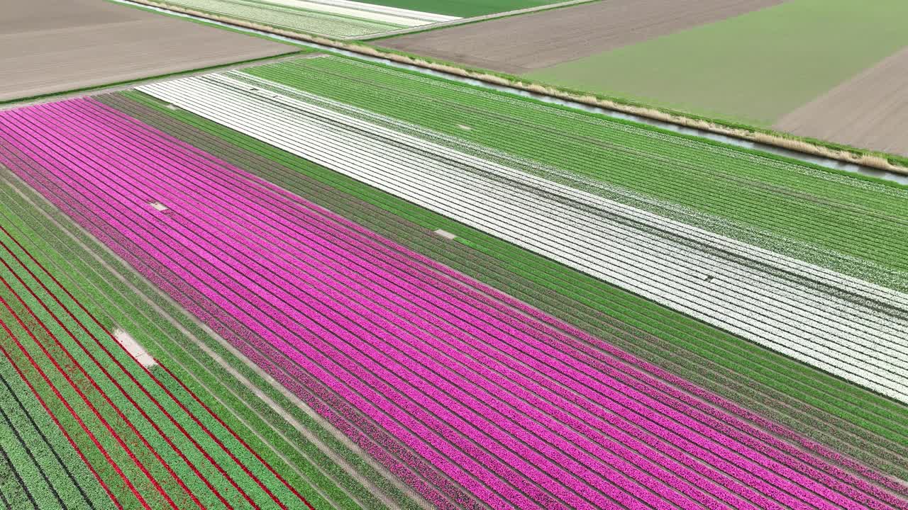 Drone shot of beautiful tulip field in Netherlands Flevoland