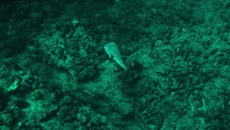 two camouflaged pufferfish, swimming among other fish, hawaiian coral reef