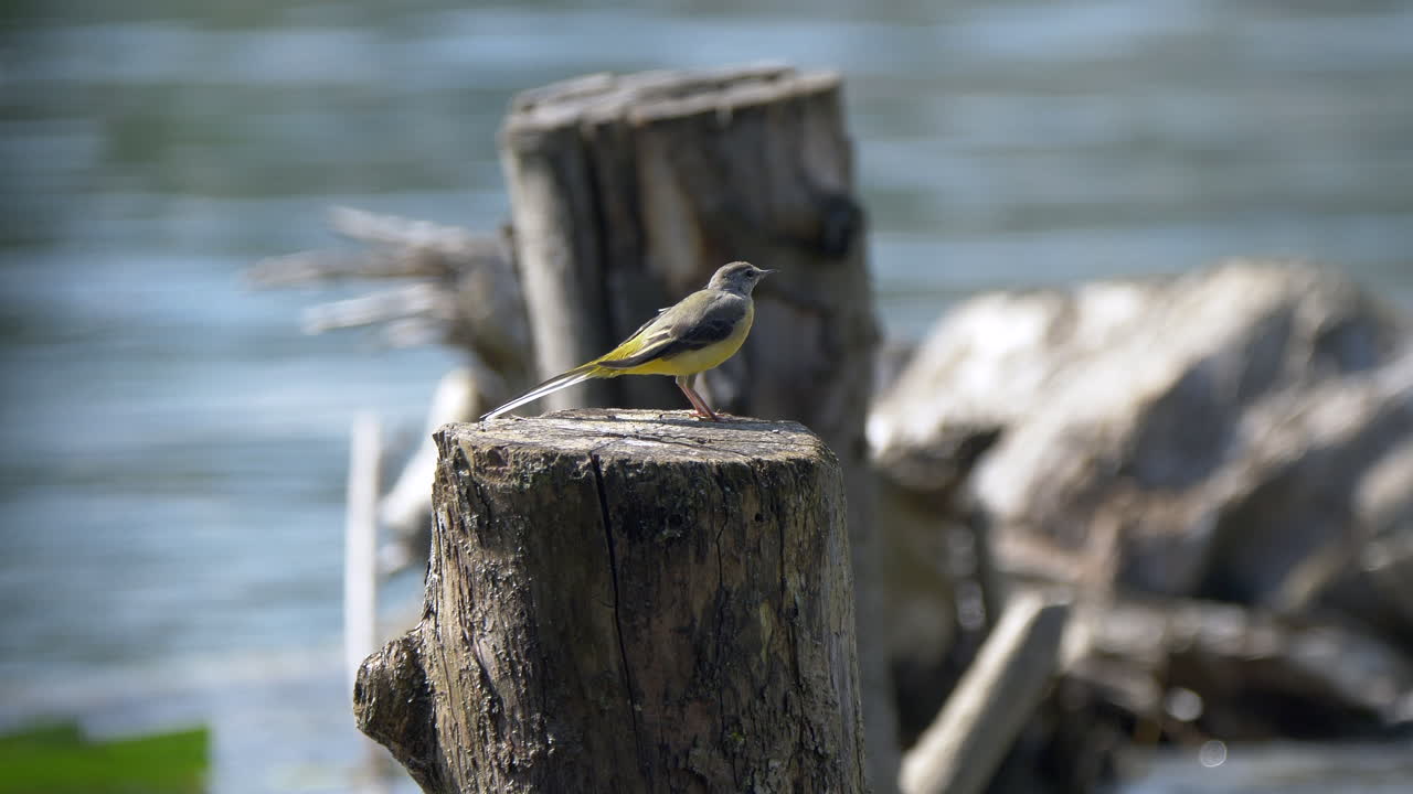 Primo piano di un uccello tropicale giallo-marrone con coda lunga che riposa su un palo di legno davanti a un fiume durante una giornata di sole