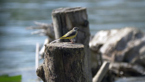 close up of tropical yellow brown bird with long tail resting on wooden timber pile in front of river during sunny day