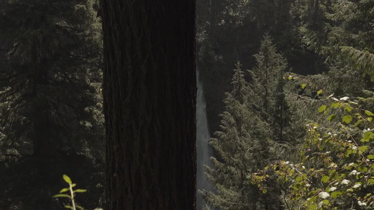 Maestosa Cascata nella Foresta Primaverile Rivelata da Dietro un Tronco d'Albero