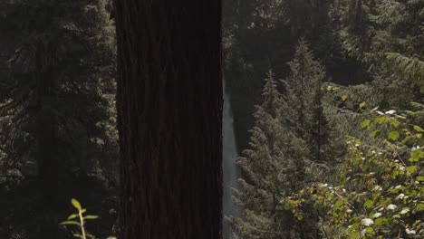 majestic spring forest waterfall revealed from behind tree trunk