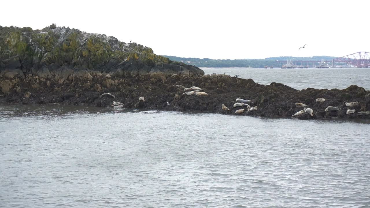 Group of seals chilling on a small island
