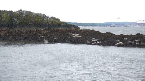 group of seals chilling on a small island