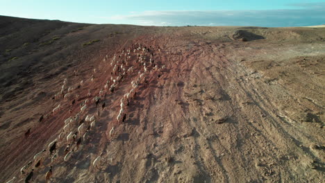 aerial footage of goat and sheep herd in the gran canaria desert at sunset