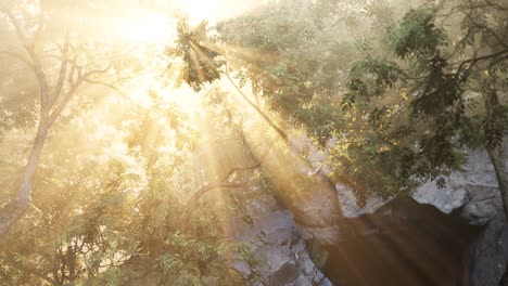 sunbeams pour through trees in misty forest