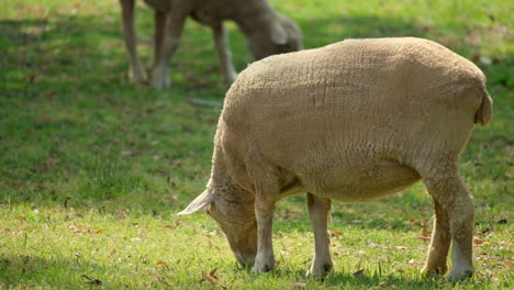 sheep grazes green grass on pasture summer day