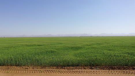 Vista-Aérea-Del-Crecimiento-Exitoso-De-Las-Plantas-De-Trigo-En-Las-Granjas-De-Trigo-De-Sharjah-En-Los-Emiratos-Árabes-Unidos.