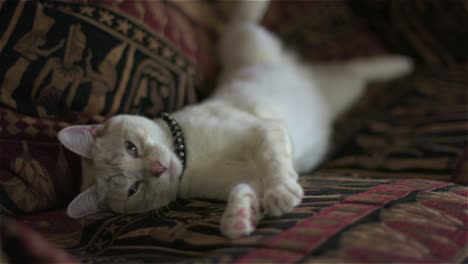 sleepy layanese house cat on an egytian-style sofa has a big yawn and a stretch