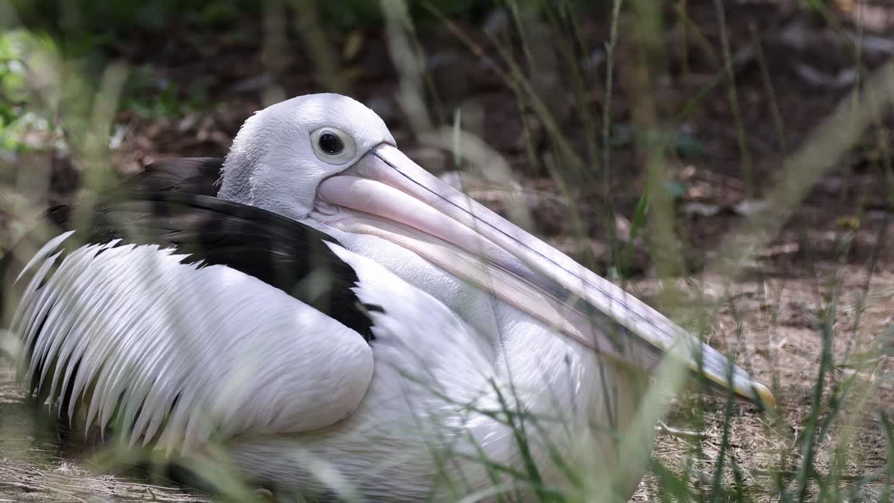 펠리칸이 푸른 숲 속에서 휴식을 취하고 있습니다.