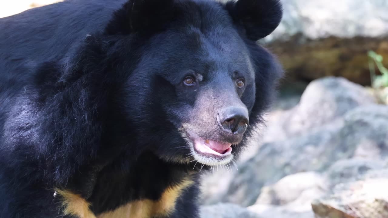 A bear with distinctive fur stands near rocks, showcasing its facial features and natural habitat.