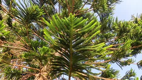 vista de cerca de las ramas de los árboles de araucaria