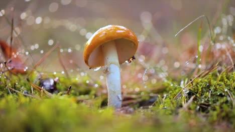 amanita muscaria, fly agaric mushroom in a sunny forest in the rain.