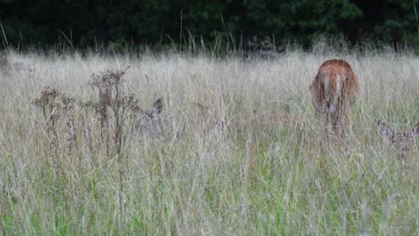 red deer stag joins other deer, lying down hidden in tall dry savannah