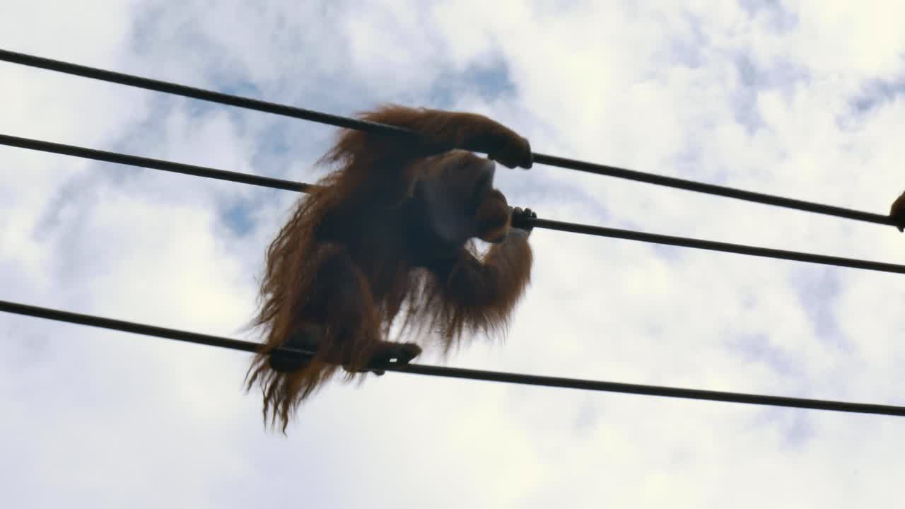 더블린 동물원 북서부 보레안 오랑우탄은 로프 브릿지를 따라 고 하늘에서 운동합니다.