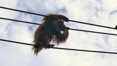 Dublin-Zoo-Northwest-Bornean-Orangutan-walks-along-rope-bridge-activity-exercise-in-sky