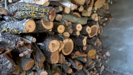 Stack of Cut logs panning left to right