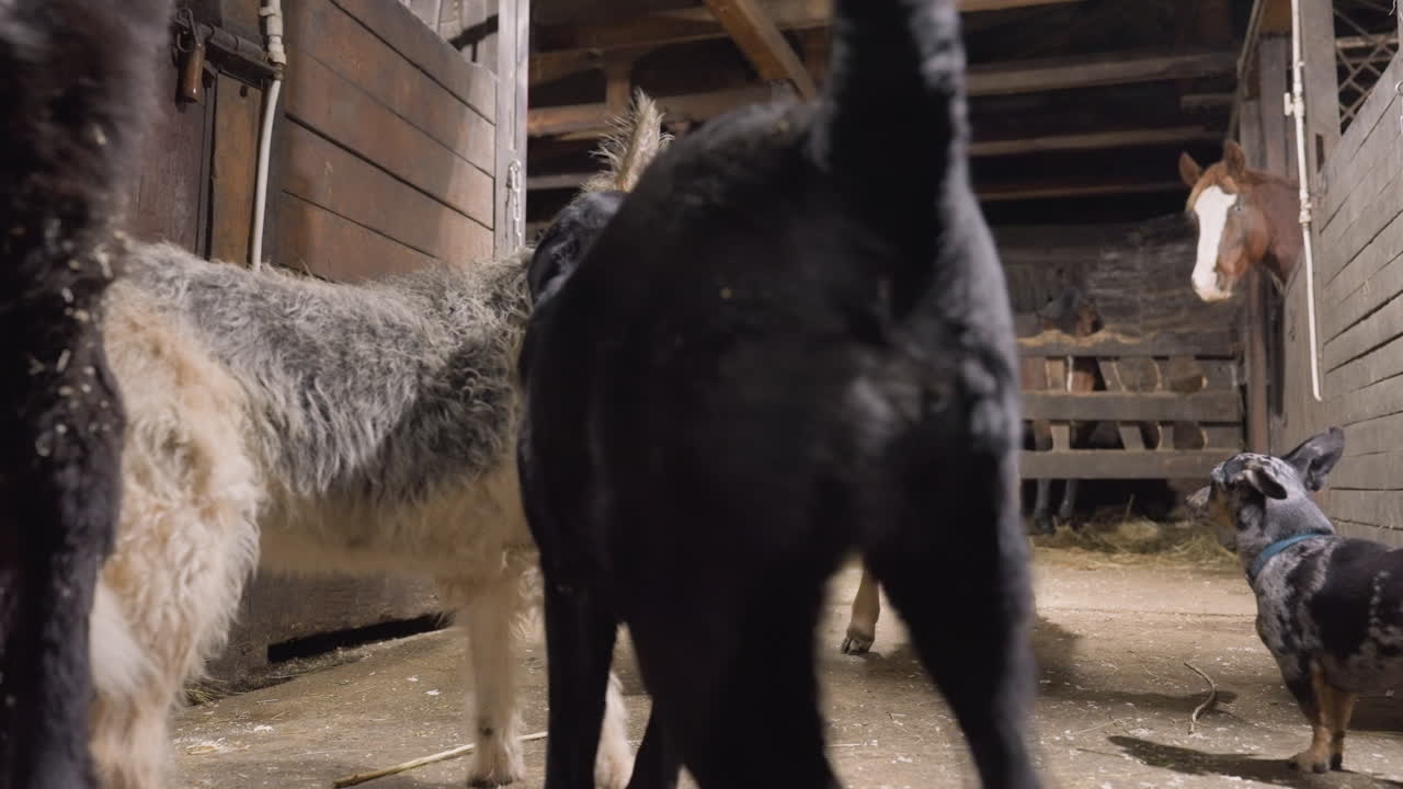 Cani con un puledro in una stalla, una scena di fattoria energica. Razze miste che annusano, un grande cane nero che indaga, un piccolo terrier che abbaia. Un puledro sbircia tra i box, con fieno e trucioli sotto i piedi, in un ambiente di legno.