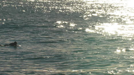 Surfer-Schwimmt-Durch-Den-Ruhigen-Morgenozean,-Während-Die-Sonne-Auf-Der-Wasseroberfläche-Glänzt