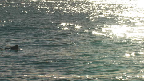el surfista nada a través del océano tranquilo de la mañana mientras el sol brilla en la superficie del agua