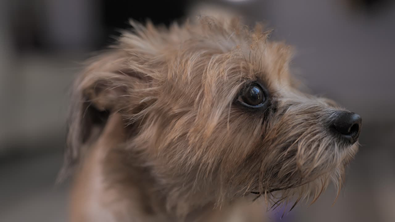 Close up of dogs face. Scruffy golden dog looking around with big eyes. Mixed breed terrier