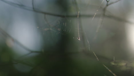 spiderweb in nature