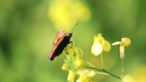 butterfly closeup on a flower in slow motion