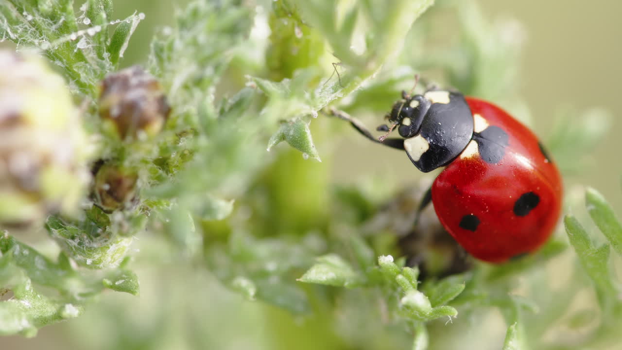 식물 에 있는 여왕 정벌레
