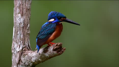 The-Blue-eared-Kingfisher-is-a-small-Kingfisher-found-in-Thailand-and-it-is-wanted-by-bird-photographers-because-of-its-lovely-blue-ears-as-it-is-a-small,-cute-and-fluffy-blue-feather-ball-of-a-bird