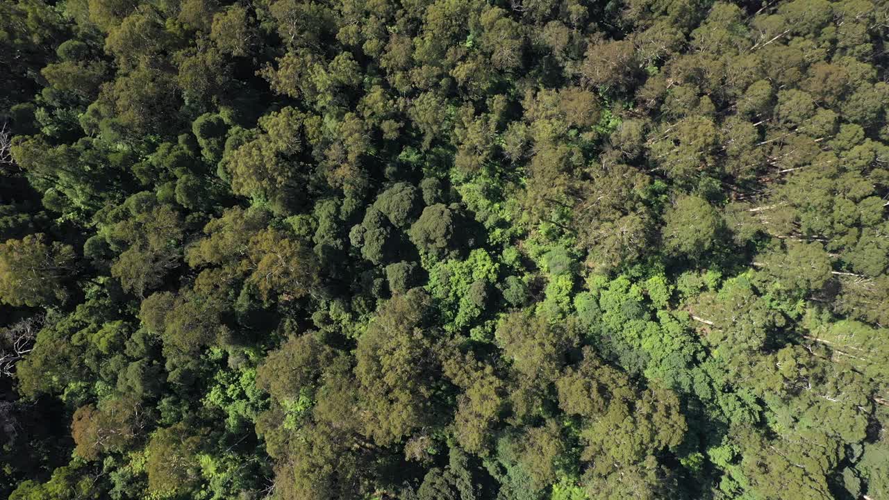 gran vista aérea de arriba hacia abajo con un denso dosel de árboles forestales, victoria, australia