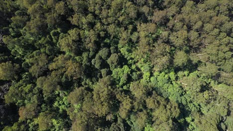 Gran-Vista-Aérea-De-Arriba-Hacia-Abajo-Con-Un-Denso-Dosel-De-árboles-Forestales,-Victoria,-Australia